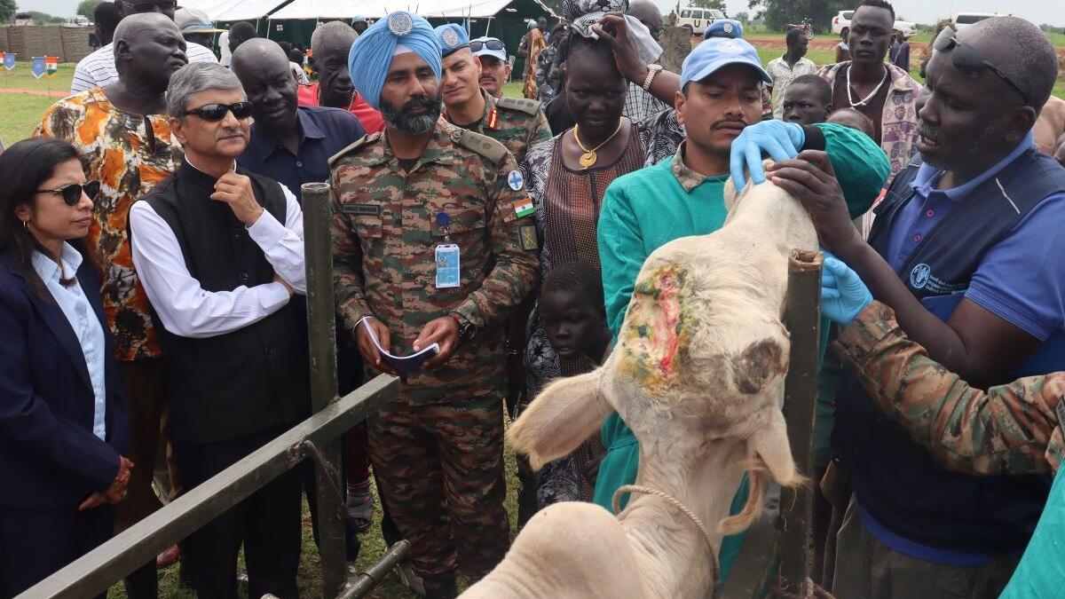 Group of people gathered around a restrained cow with a visible wound on its head, while individuals in uniforms and protective gloves attend to the animal.