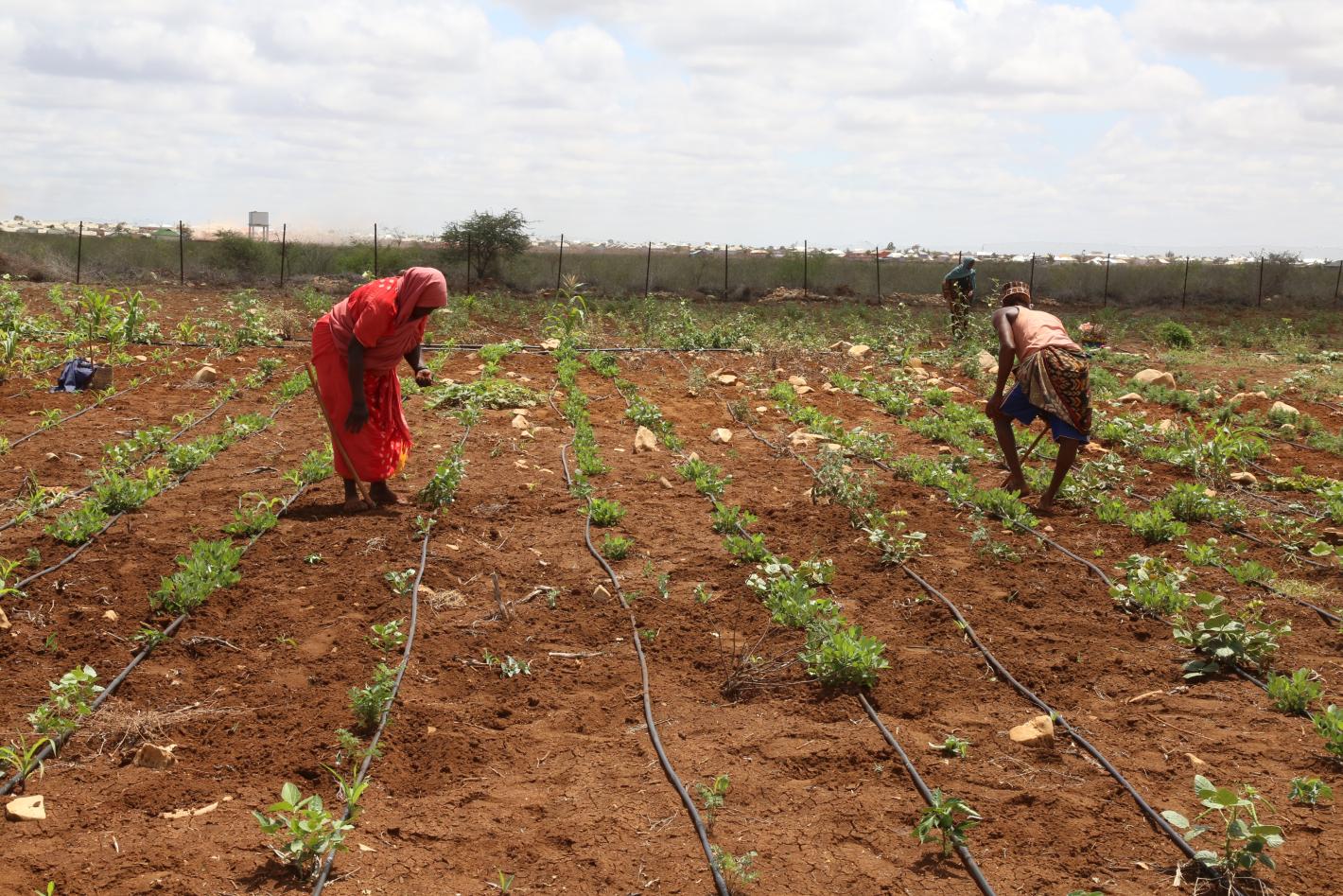 Beneficiaries of Saameynta Pilot irrigation Project plough their farms at Barwaqo settlement in Baidoa A photo of beneficiaries of Saameynta Pilot irrigation Project plough their farms at Barwaqo settlement in Baidoa, Southwest State of Somalia, on 28th October 2024.