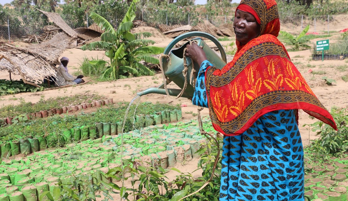 Au Tchad (province de Batha), Khalime Abderrasaoul arrose des semis à la pépinière de Zobo. Au premier semestre 2019, la pépinière a fourni quelque 250 000 plants d'arbres à 20 villages qui plantent des forêts. PAM / Maria Gallar.